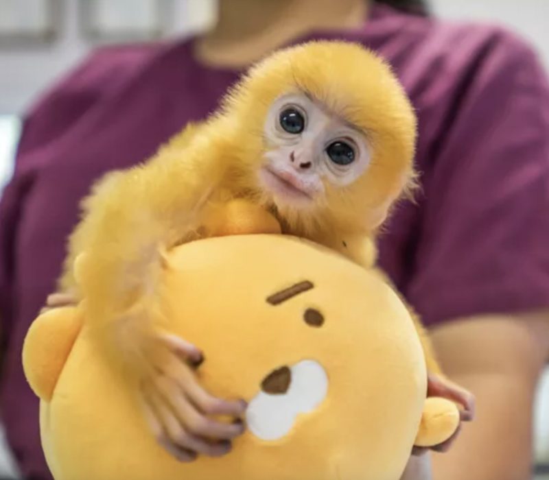 Les responsables ont déclaré que le bébé singe de l'espèce en voie de disparition qui a été retrouvé seul devrait se rétablir complètement