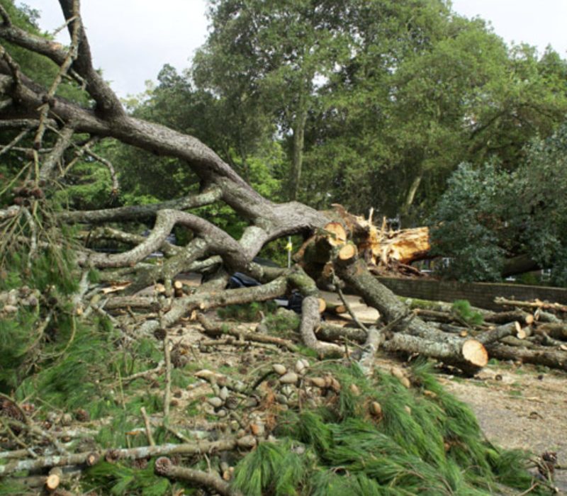 Découvrez l'histoire d'une femme qui est passée à l'action après que son ex-petit ami ait abattu un arbre qui leur était cher à tous les deux