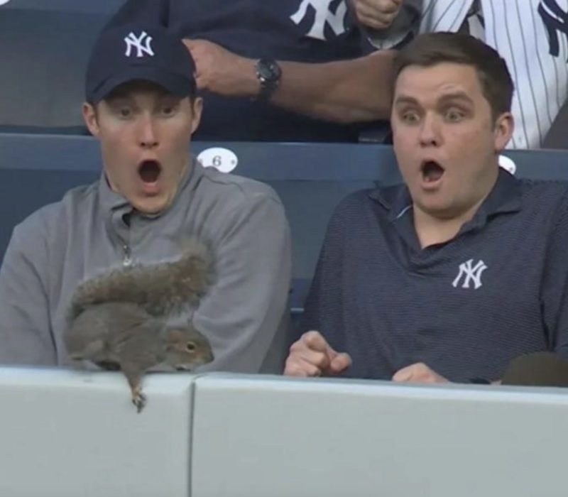 L'écureuil amateur de sport ravit les fans des Yankees en accrochant le siège au premier rang au match de baseball - regardez !