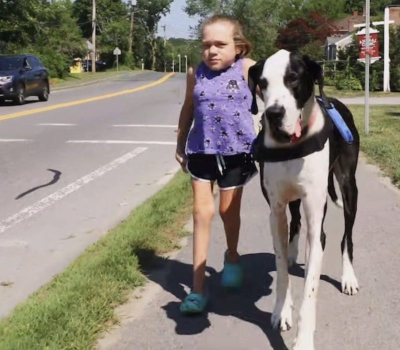 La jeune fille fait ses premiers pas avec le soutien indéfectible de son fidèle compagnon - un majestueux chien d'assistance Dogue Allemand