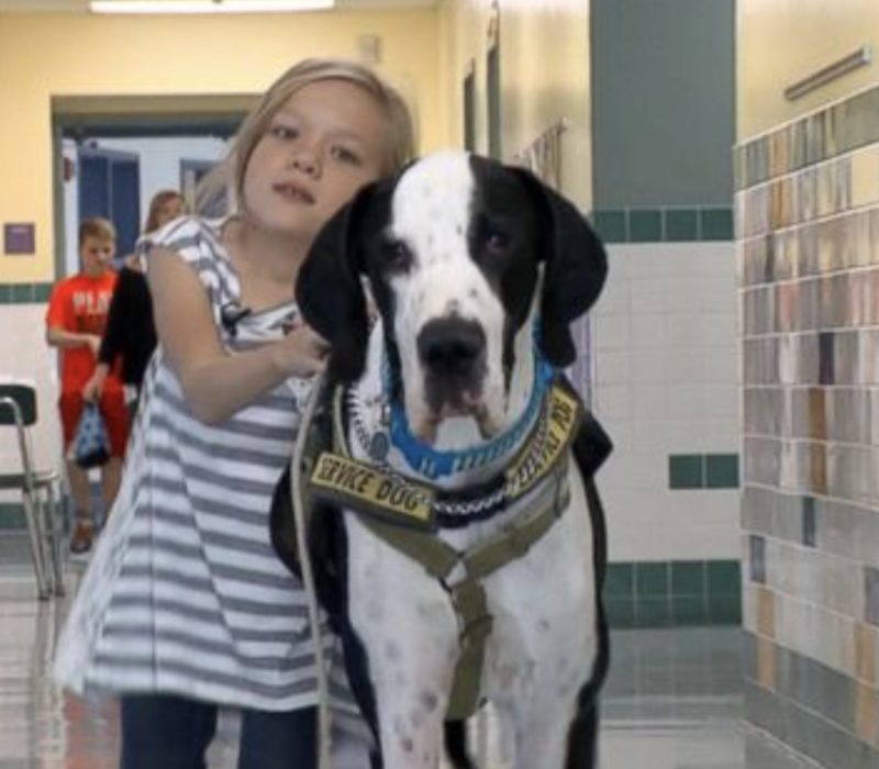 La jeune fille fait ses premiers pas avec le soutien indéfectible de son fidèle compagnon - un majestueux chien d'assistance Dogue Allemand