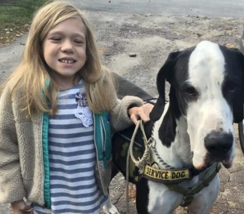 La jeune fille fait ses premiers pas avec le soutien indéfectible de son fidèle compagnon - un majestueux chien d'assistance Dogue Allemand