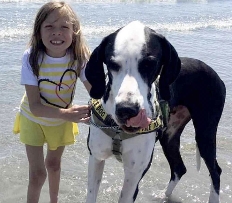 La jeune fille fait ses premiers pas avec le soutien indéfectible de son fidèle compagnon - un majestueux chien d'assistance Dogue Allemand