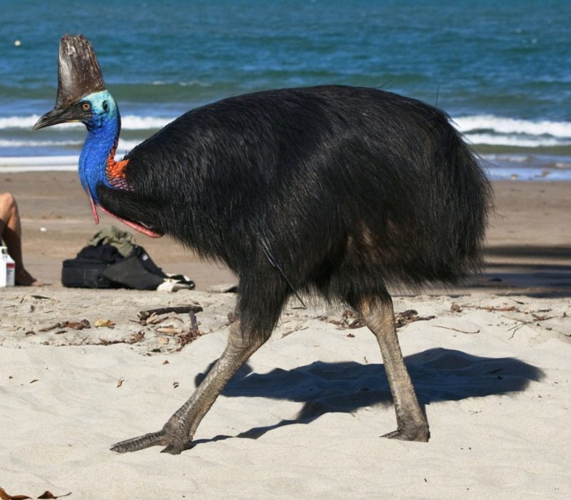 L'homme courageux a osé s'approcher de l'oiseau le plus dangereux du monde. Son appel au 911 vous enverra des frissons dans le dos