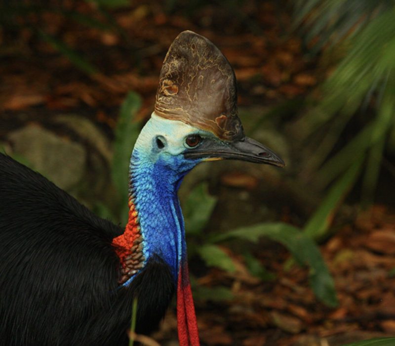 L'homme courageux a osé s'approcher de l'oiseau le plus dangereux du monde. Son appel au 911 vous enverra des frissons dans le dos