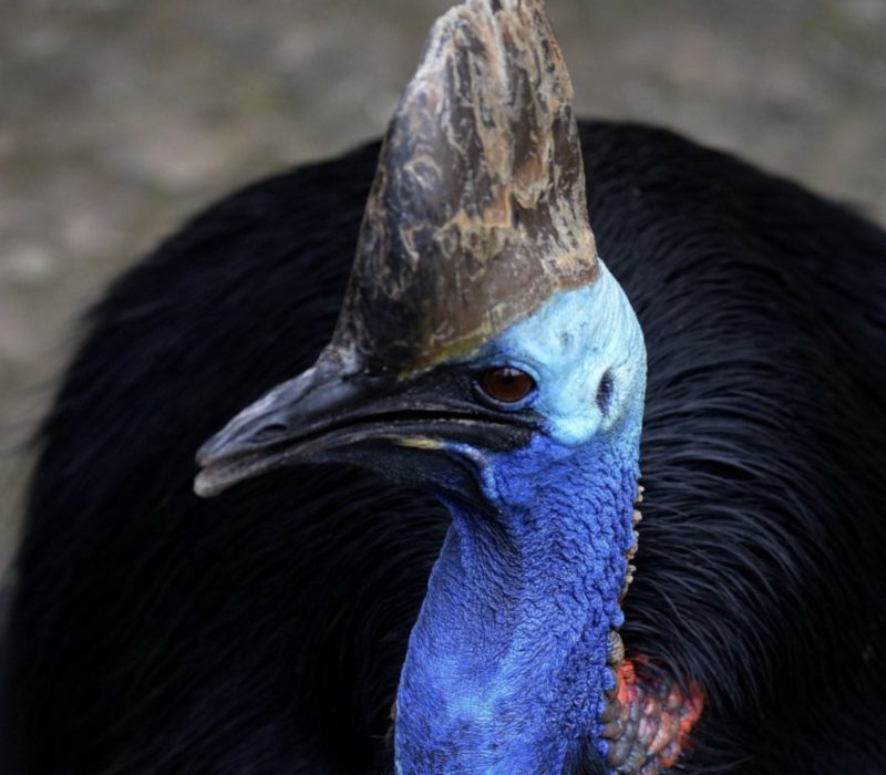 L'homme courageux a osé s'approcher de l'oiseau le plus dangereux du monde. Son appel au 911 vous enverra des frissons dans le dos