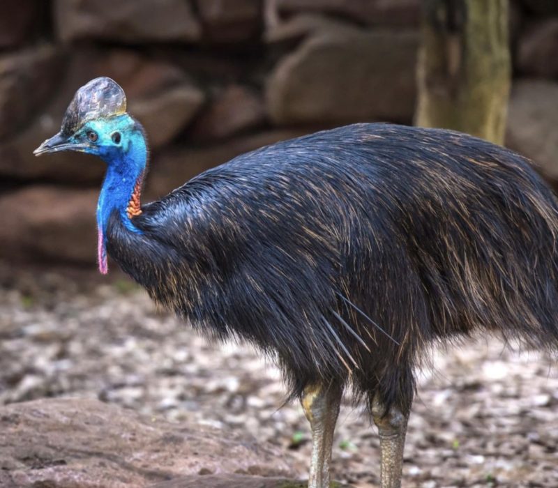 L'homme courageux a osé s'approcher de l'oiseau le plus dangereux du monde. Son appel au 911 vous enverra des frissons dans le dos