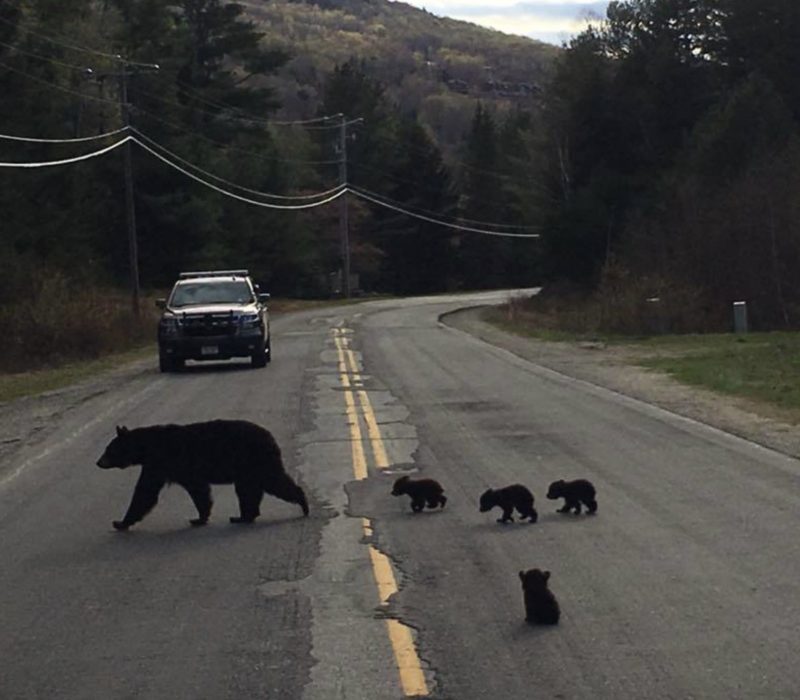 Un policier est perplexe lorsque l'ours refuse de bouger, regarde de plus près et agit rapidement