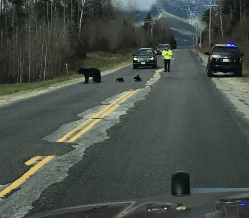 Un policier est perplexe lorsque l'ours refuse de bouger, regarde de plus près et agit rapidement