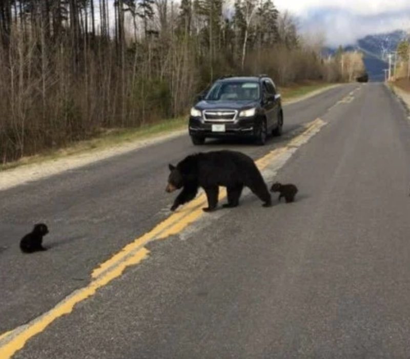 Un policier est perplexe lorsque l'ours refuse de bouger, regarde de plus près et agit rapidement