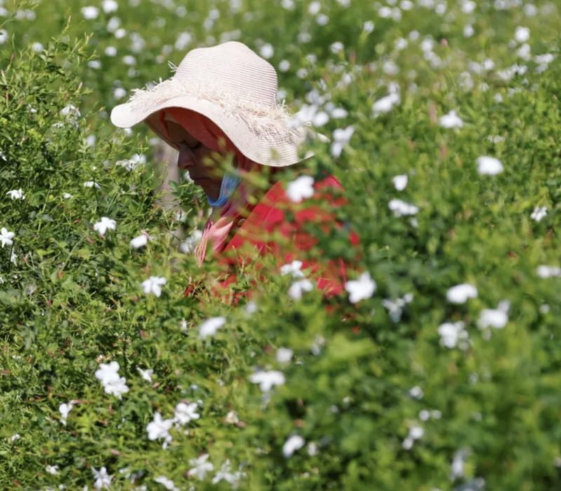 Saviez-vous que l'industrie emblématique de la parfumerie française est menacée par le changement climatique ?