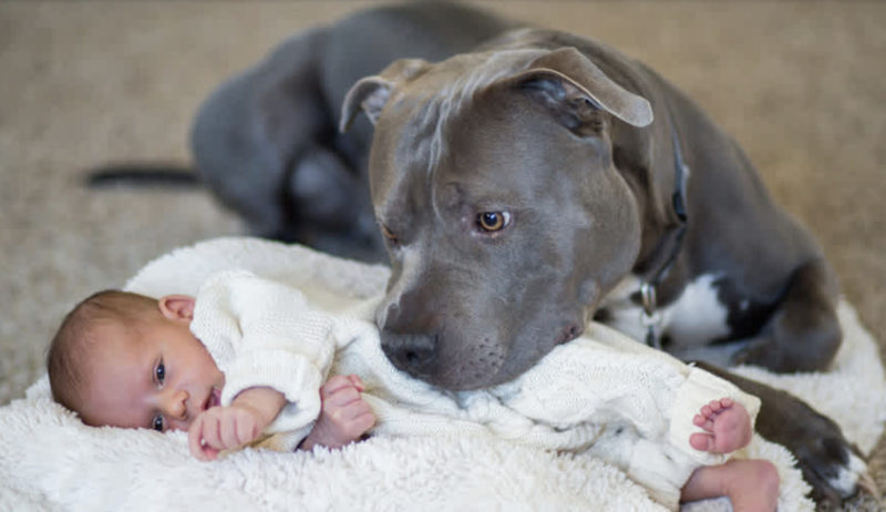 Père voulait laisser son chien, mais une connexion incroyable se noue entre un pitbull et sa petite fille