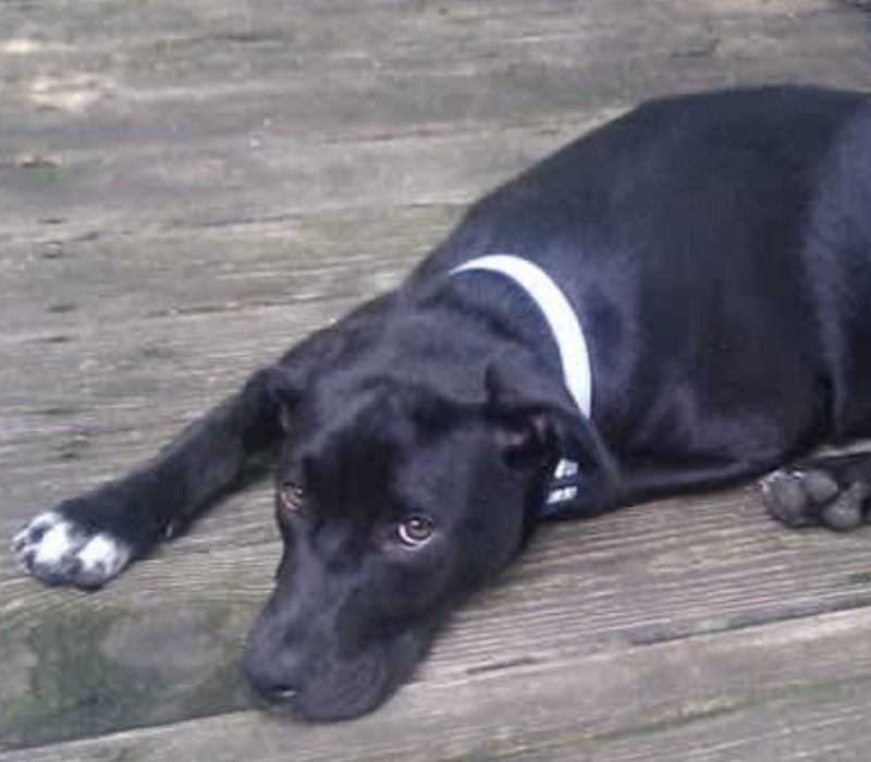 Père voulait laisser son chien, mais une connexion incroyable se noue entre un pitbull et sa petite fille