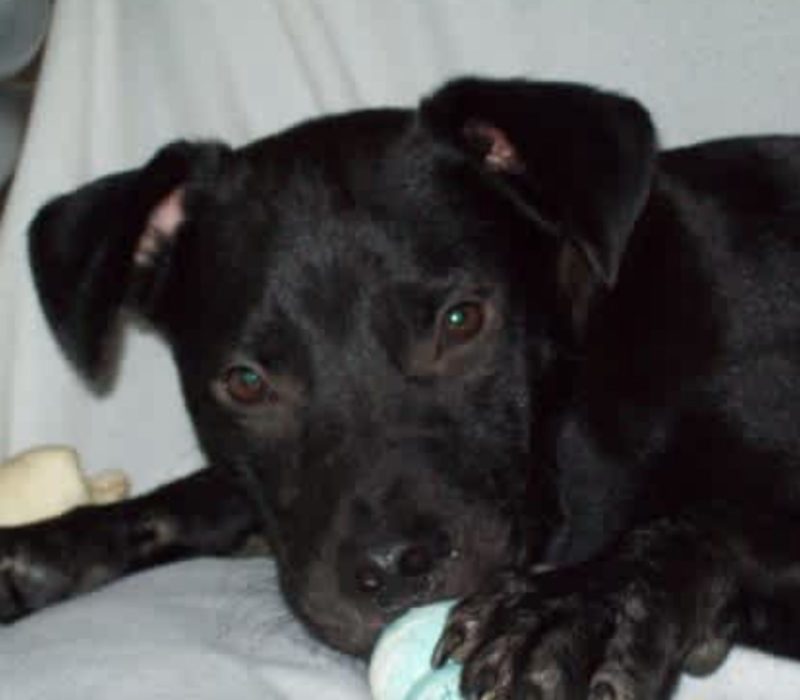 Père voulait laisser son chien, mais une connexion incroyable se noue entre un pitbull et sa petite fille