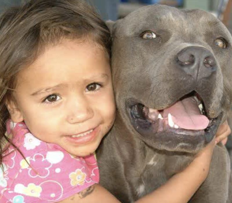 Père voulait laisser son chien, mais une connexion incroyable se noue entre un pitbull et sa petite fille