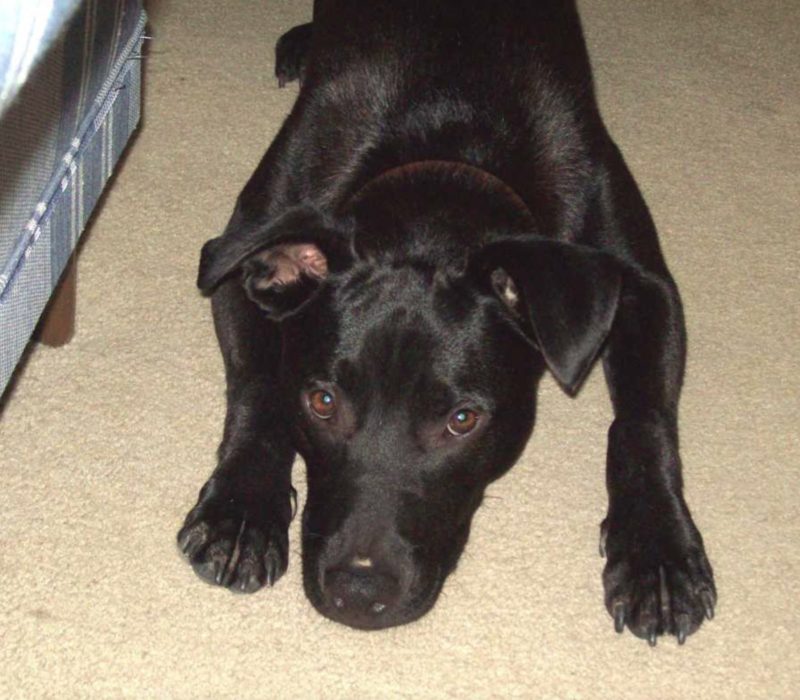 Père voulait laisser son chien, mais une connexion incroyable se noue entre un pitbull et sa petite fille