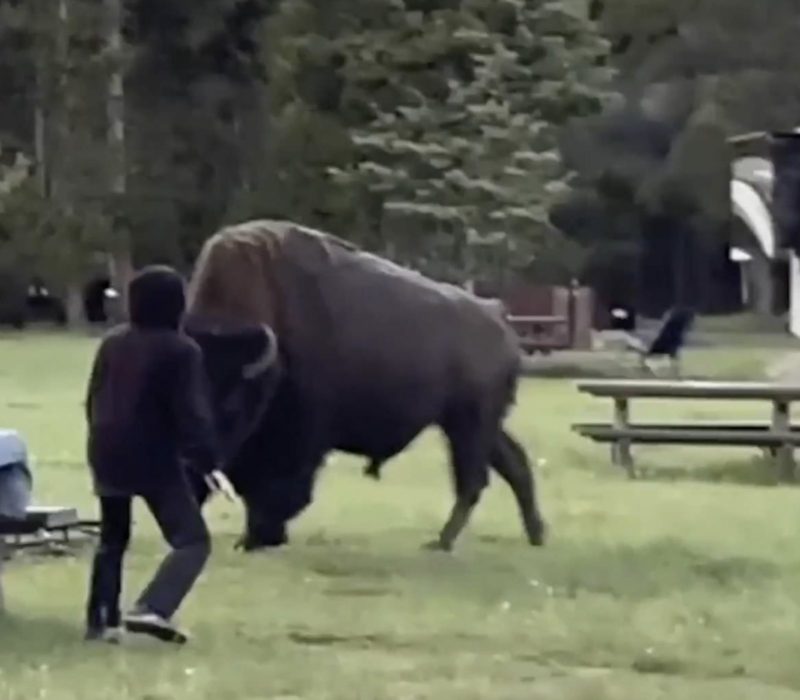 Une femme de 72 ans a été encornée par un bison alors qu'elle tentait de capturer la photo parfaite