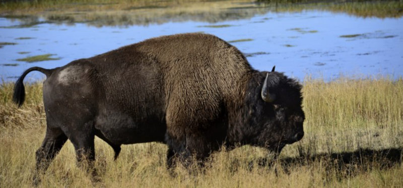 Une femme de 72 ans a été encornée par un bison alors qu'elle tentait de capturer la photo parfaite