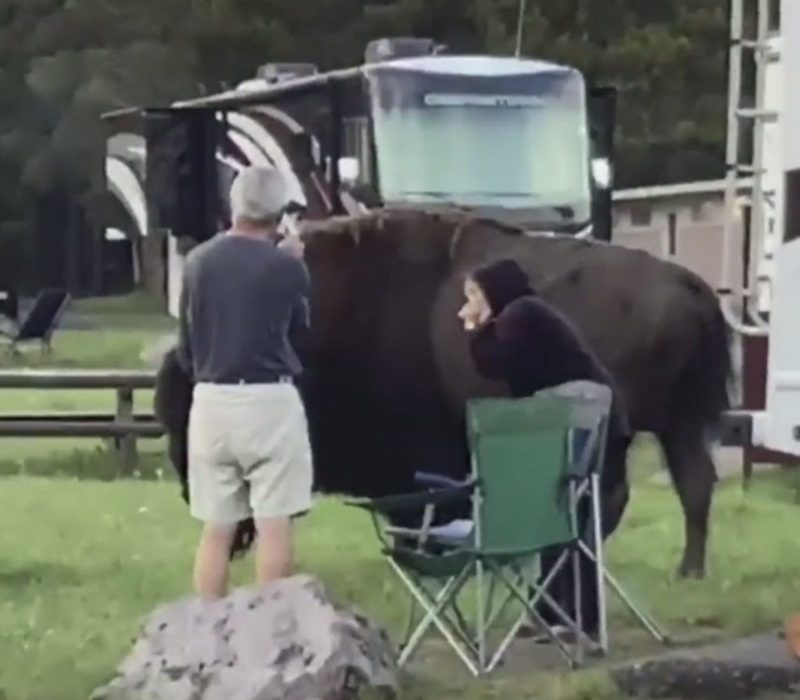 Une femme de 72 ans a été encornée par un bison alors qu'elle tentait de capturer la photo parfaite