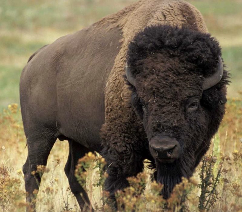 Une femme de 72 ans a été encornée par un bison alors qu'elle tentait de capturer la photo parfaite