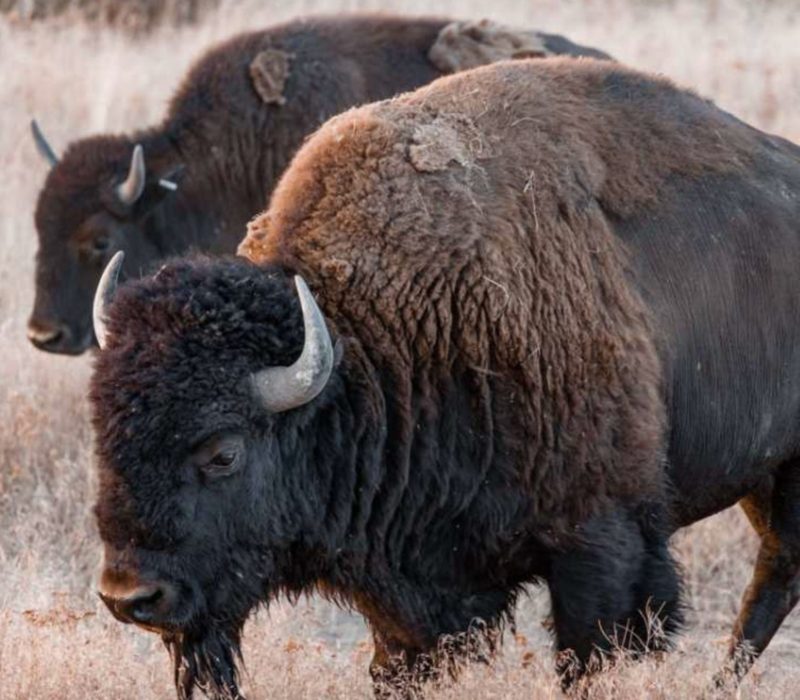 Une femme de 72 ans a été encornée par un bison alors qu'elle tentait de capturer la photo parfaite