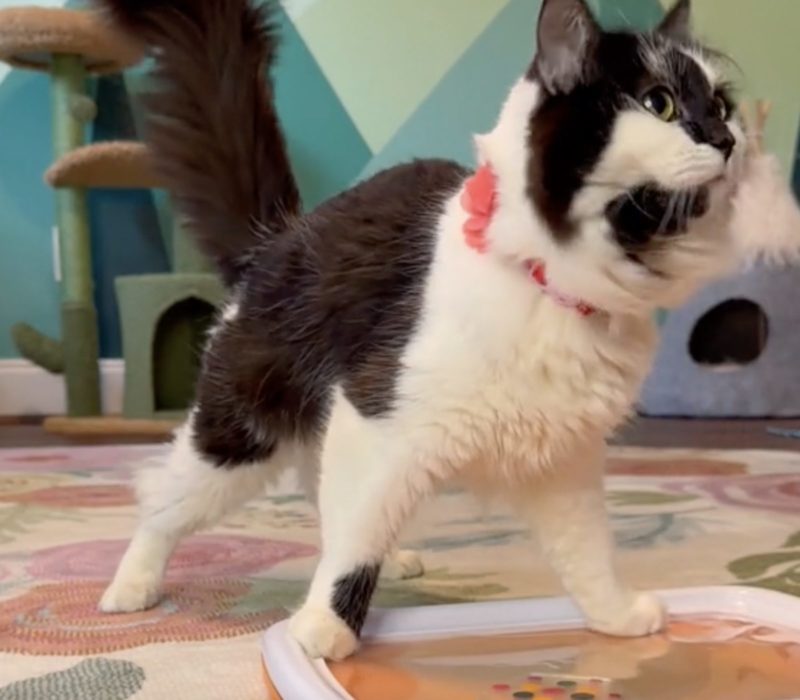 Les peintures créées par un chat souffrant d'un trouble neurologique sont complètement inégalées et irrésistibles