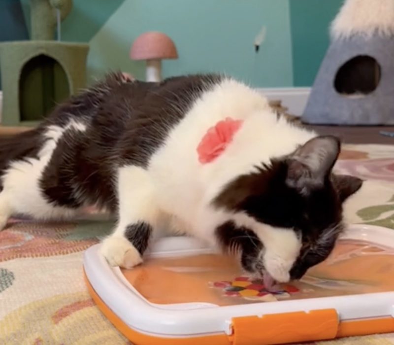 Les peintures créées par un chat souffrant d'un trouble neurologique sont complètement inégalées et irrésistibles