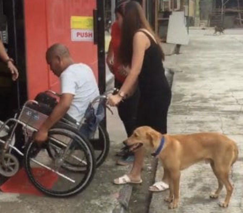 Un chien incroyable aide le propriétaire en poussant son fauteuil roulant, ce qui lui permet de se déplacer plus facilement