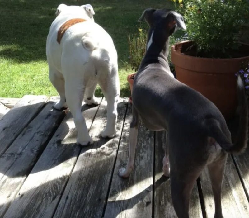 Le chiot mélancolique retrouve sa joie de vivre lorsqu'une nouvelle famille aimante l'emmène dans une aventure balnéaire