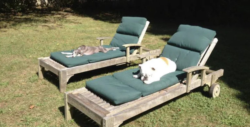 Le chiot mélancolique retrouve sa joie de vivre lorsqu'une nouvelle famille aimante l'emmène dans une aventure balnéaire