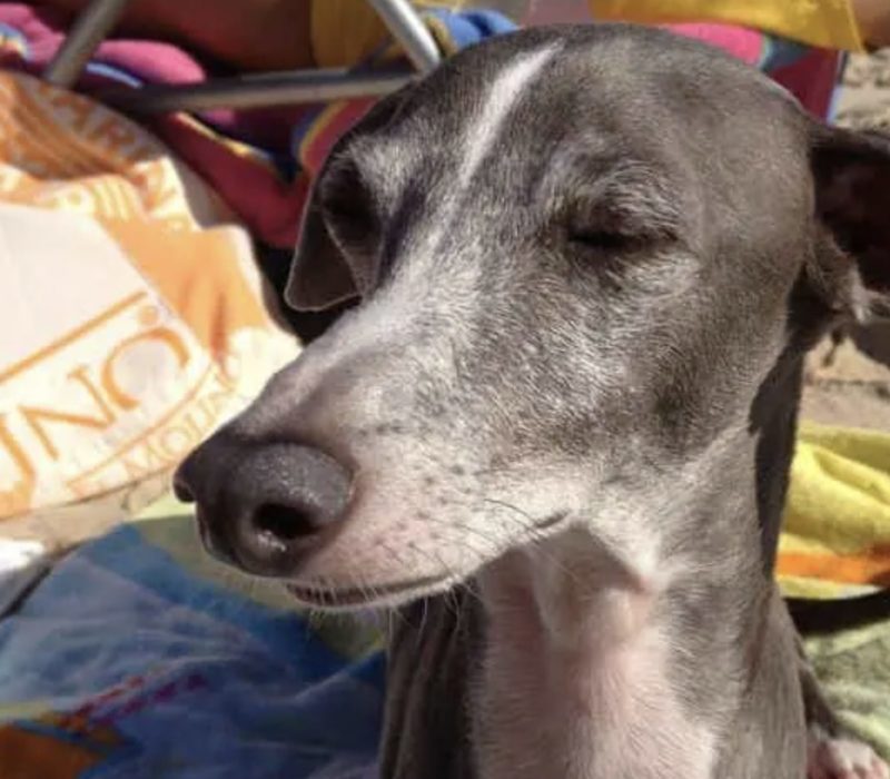 Le chiot mélancolique retrouve sa joie de vivre lorsqu'une nouvelle famille aimante l'emmène dans une aventure balnéaire