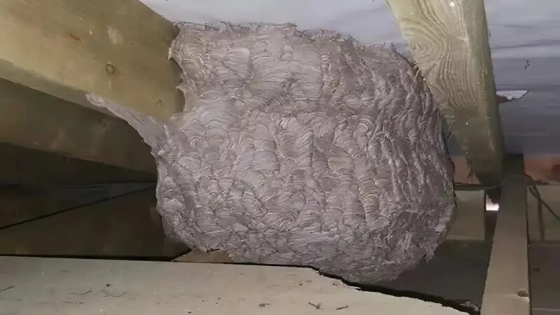 Egy férfi, azt hívén, hogy egy „lódarázsfészket” talált a padlásán, pánikba esett, amikor meglátta, mi van valójában ott. A váratlan felfedezés sokkal rejtélyesebb volt, mint gondolta.