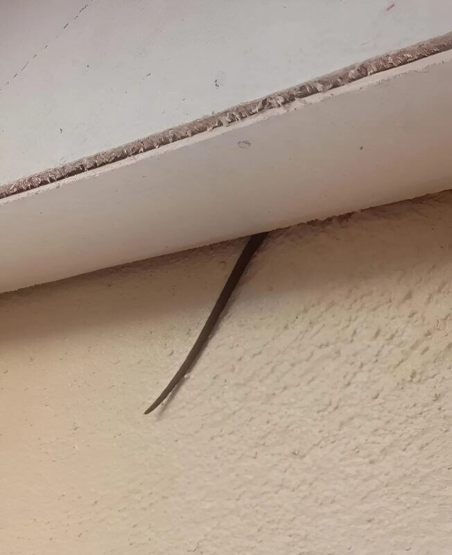 Egy férfi valami furcsát vett észre, ami kiállt a tetőből. Először nem hitt a szemének – de amikor rájött, mi az, halálos félelem kerítette hatalmába.