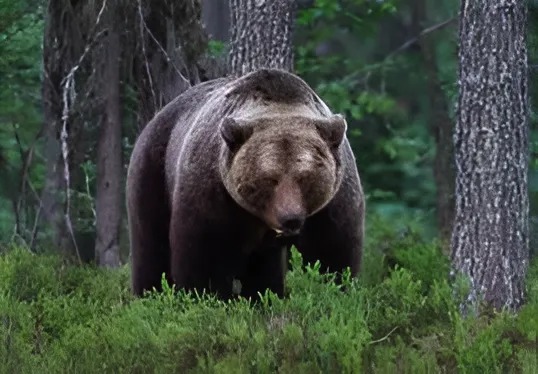 Az anya odavitte a medvét a lányhoz, hogy segítsen kihúzni egy szálkát a mancsából.