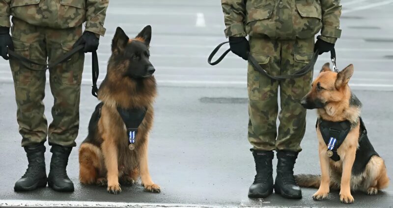 Mindenki azt hitte, hogy ez a kutya gyászolja a gazdáját... De amikor az állatorvos megvizsgálta, valami megdöbbentőt fedezett fel.