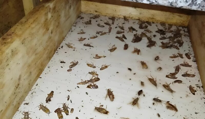 Váratlan megmenekülés a csótányinváziótól: egy életvezetési tipp, ami nagyon hasznosnak bizonyult.