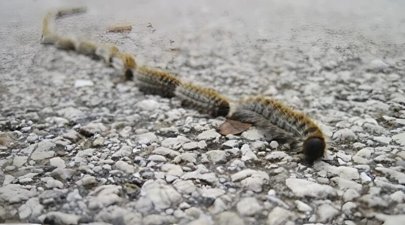 Észrevettem valami furcsát a fűben, és azt hittem, csak egy kötél, de jobban megnéztem, és rémülten felsikoltottam.