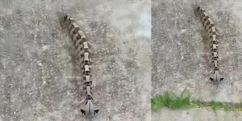 Reggel észrevettem valamit az udvaron, és azt hittem, hogy csak valami csodálatos dolog, de a valóság nagyon ijesztő volt.