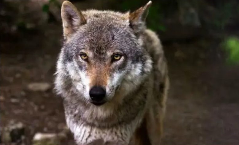 A nőstényfarkas a faluba jött élelmet kérni, és az erdész megszánta: két hónappal később meglátogatta, de nem egyedül.