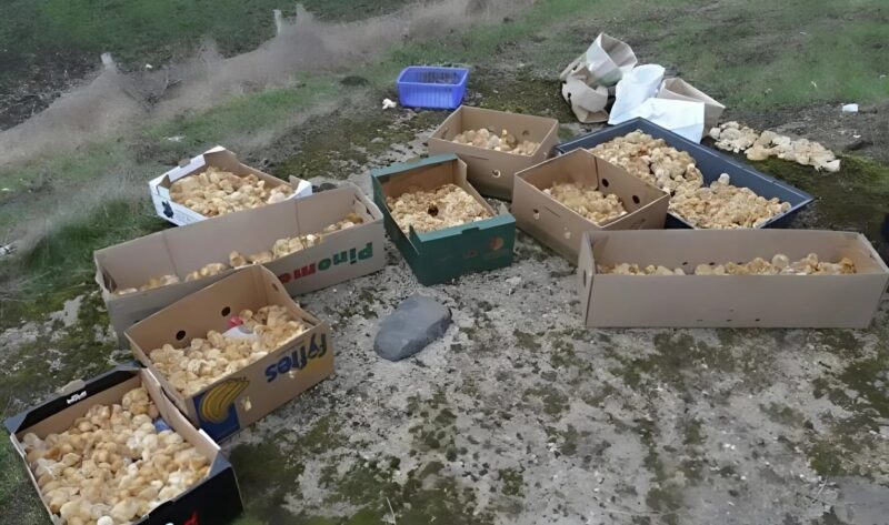 Egy egyszerű erdei séta meglepő fordulatot vett egy váratlan felfedezés után.