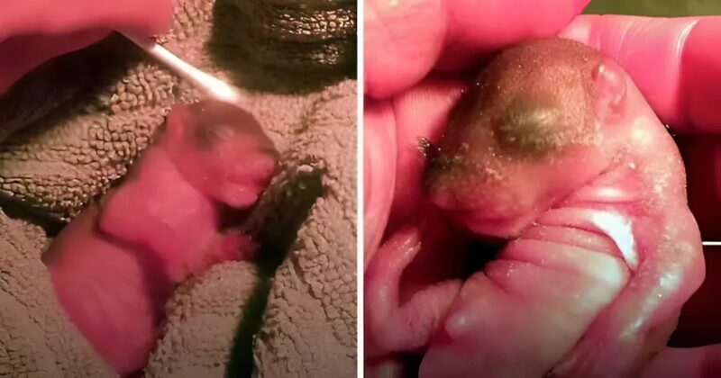 Felfedez egy apró rózsaszín lényt a földön... az élete fenekestül felfordul, ez az, ami...
