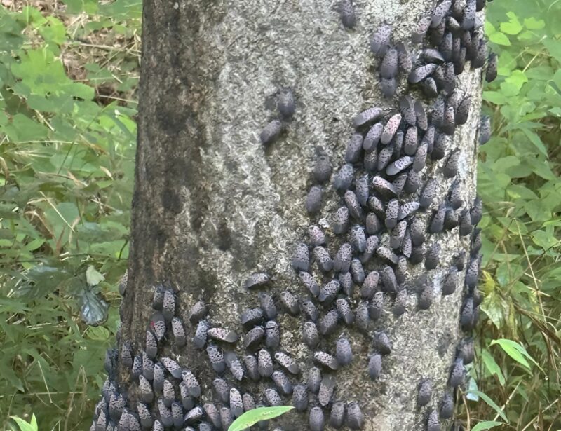 Ma találtam ezeket a furcsa szürke pacsirtákat egy fán. Közelebb mentem, és észrevettem, hogy mozognak.