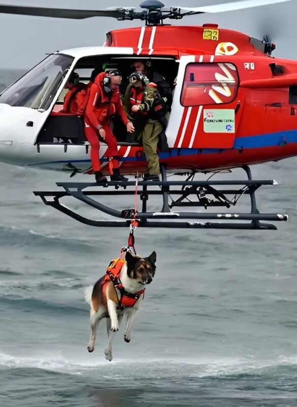 A mentőkutya kiugrott a helikopterből, és amit a vízben láttam, megfagyasztotta a véremet.
