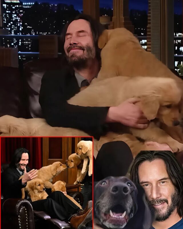Keanu Reeves, egy nagy szívű hős: egy súlyos árvíz után elhagyott kutyáknak hozott létre farmot.