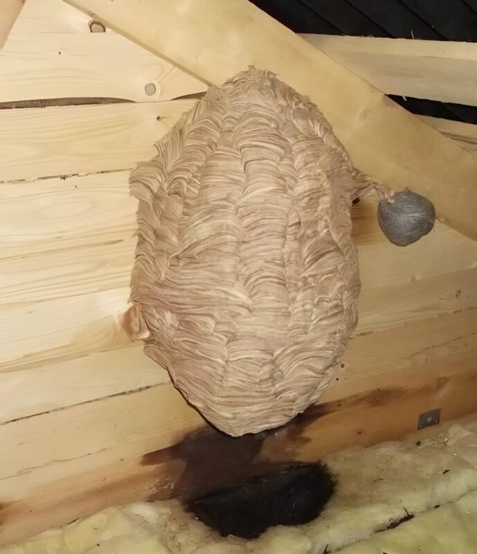 Láttam valami szokatlant a padláson, ami furcsa hangokat adott ki. Megdöbbentem, amikor rájöttem, mi az.
