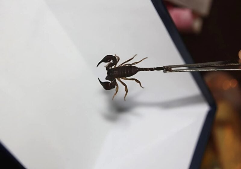 A kutyánk minden este morgott a gyerekünkre; amikor megtudtuk ennek a furcsa viselkedésnek az okát, a férjemmel egyszerűen megdöbbentünk.