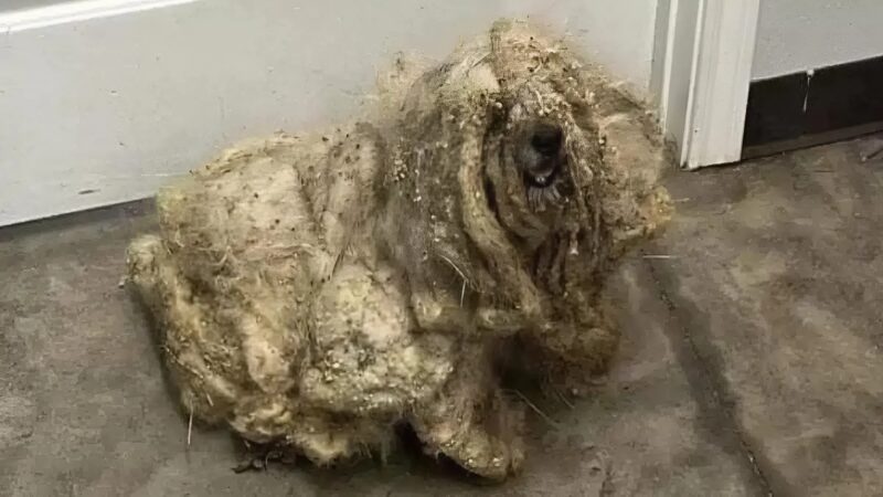 Hogyan változtatta meg egy nevelőszülő egy elhagyott kutya életét, aki három kilogrammnyi, gubancos szőr közé volt zárva... Az átalakulása egyszerűen hihetetlen.