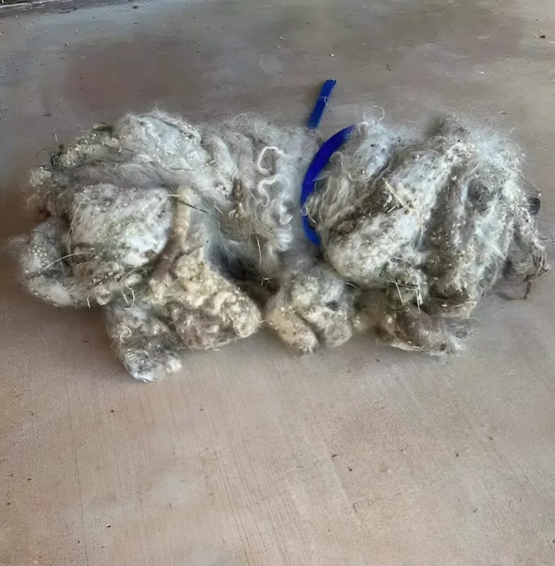 Hogyan változtatta meg egy nevelőszülő egy elhagyott kutya életét, aki három kilogrammnyi, gubancos szőr közé volt zárva... Az átalakulása egyszerűen hihetetlen.