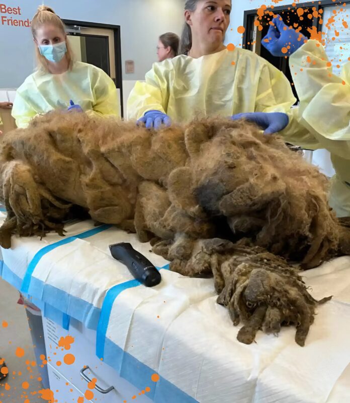 Vastag csomók alól kibújva egy szívszorító mosolyig: egy labradoodle rák hihetetlen megmentése.
