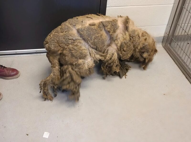 Vastag csomók alól kibújva egy szívszorító mosolyig: egy labradoodle rák hihetetlen megmentése.